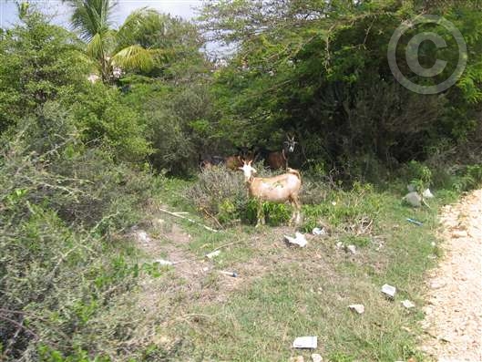 Click for large image