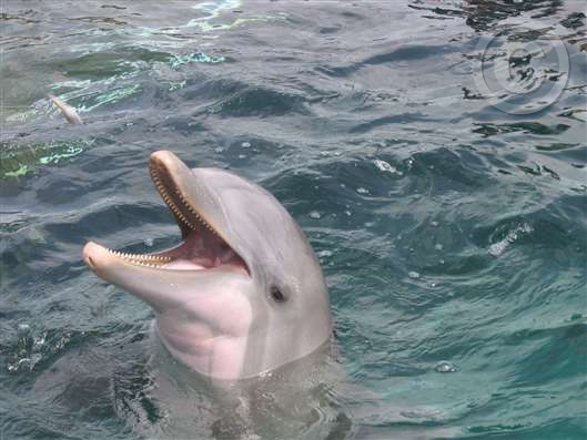 Click for large image