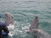 Click for large image