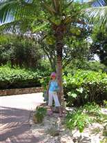 Click for large image