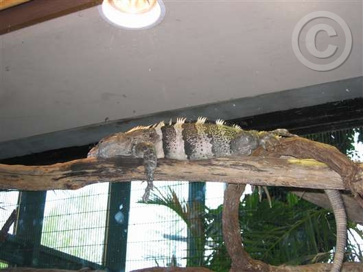 Click for large image