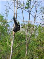 Click for large image