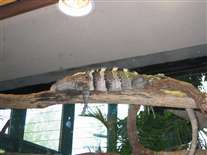 Click for large image