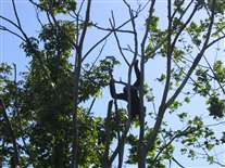 Click for large image