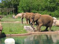 Click for large image