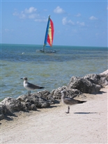 Click for large image