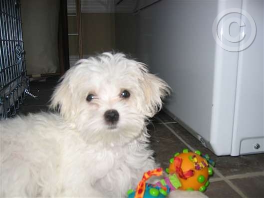 Click for large image