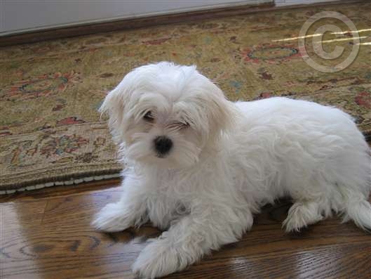 Click for large image